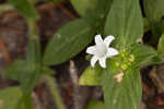 Tropical Mexican clover